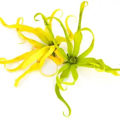 ylang flower